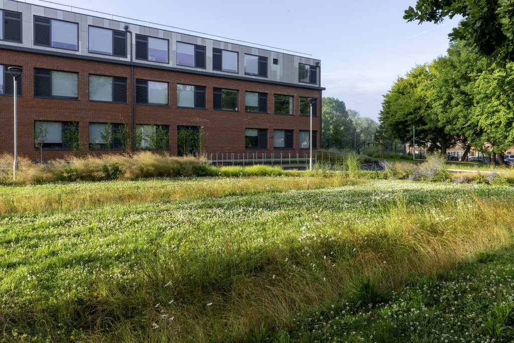 Merstham Park school frontage wildflower bands