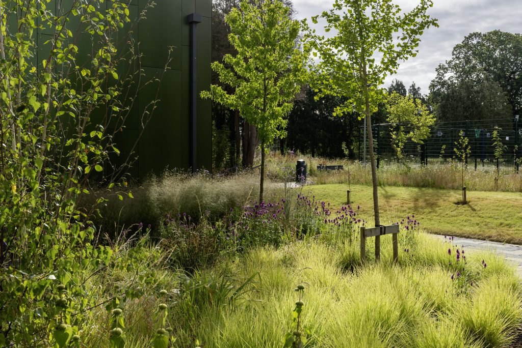 view of multi use games court through naturalistic planting